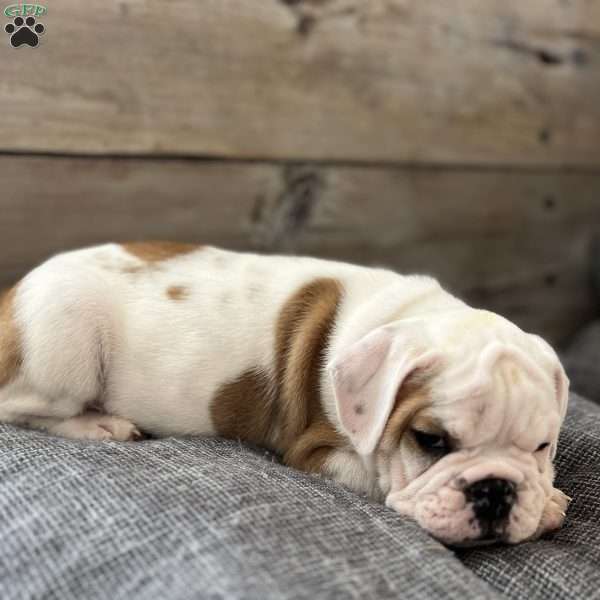 Hank, English Bulldog Puppy