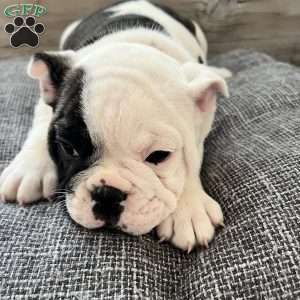 Cow, English Bulldog Puppy