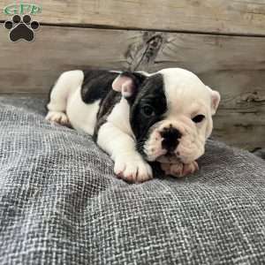 Cow, English Bulldog Puppy