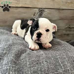 Cow, English Bulldog Puppy