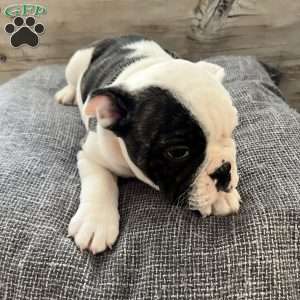 Cow, English Bulldog Puppy