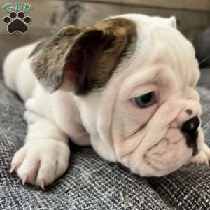 Bowie, English Bulldog Puppy