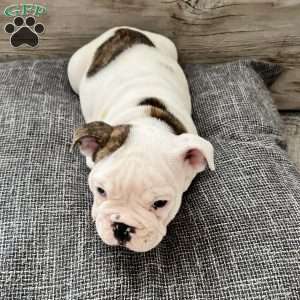 Bowie, English Bulldog Puppy