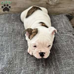 Bowie, English Bulldog Puppy
