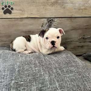 Bowie, English Bulldog Puppy