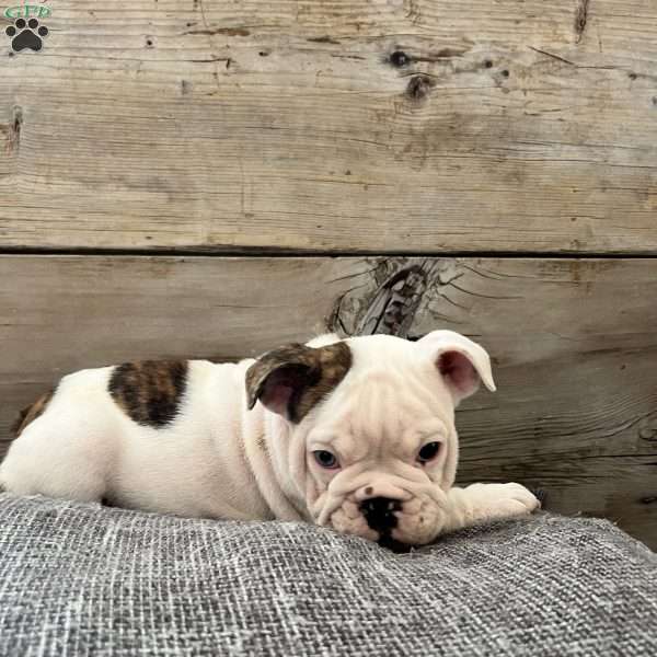 Bowie, English Bulldog Puppy