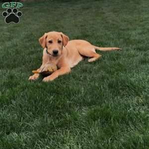 Ranger, Yellow Labrador Retriever Puppy