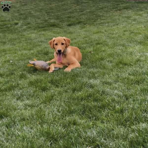 Ranger, Yellow Labrador Retriever Puppy
