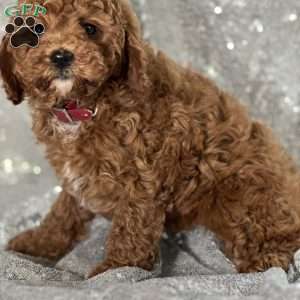 Ria, Miniature Poodle Puppy