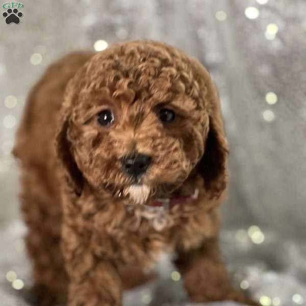 Ria, Miniature Poodle Puppy