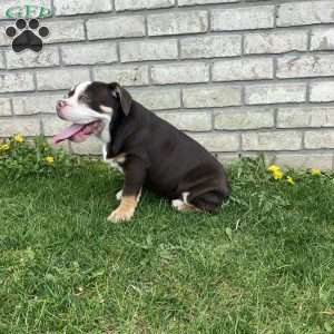 Trixy, Beabull Puppy
