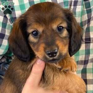 Sabre, Dachshund Puppy