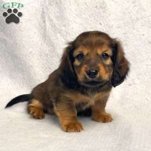 Sabre, Dachshund Puppy