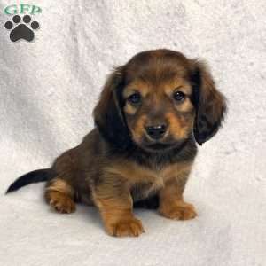 Sabre, Dachshund Puppy