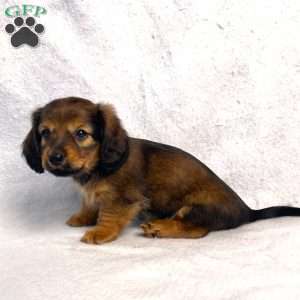 Sabre, Dachshund Puppy