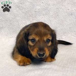 Sabre, Dachshund Puppy