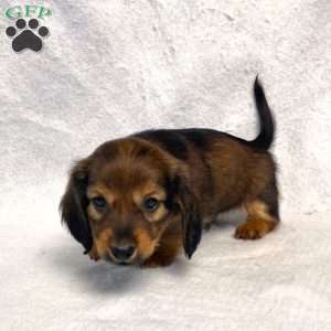 Sabre, Dachshund Puppy