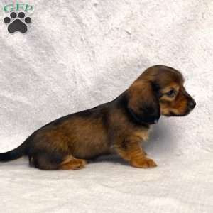 Sabre, Dachshund Puppy