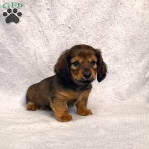 Sabre, Dachshund Puppy