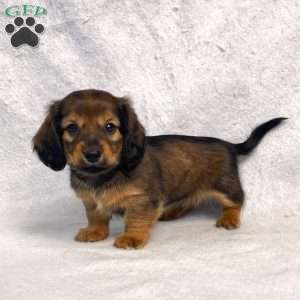 Sabre, Dachshund Puppy