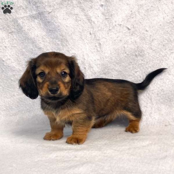 Sabre, Dachshund Puppy