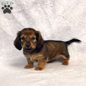 Sabre, Dachshund Puppy