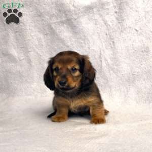Sabre, Dachshund Puppy