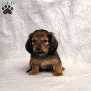 Sabre, Dachshund Puppy