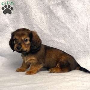 Sabre, Dachshund Puppy