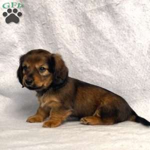 Sabre, Dachshund Puppy
