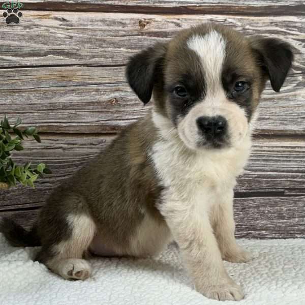 Brittney, Saint Bernard Puppy