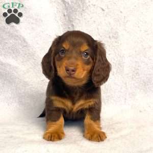 Wilbur, Dachshund Puppy