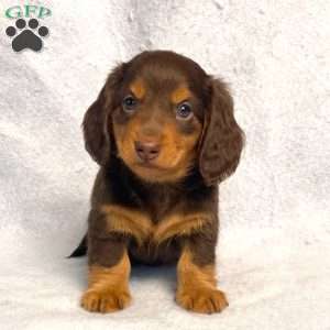 Wilbur, Dachshund Puppy
