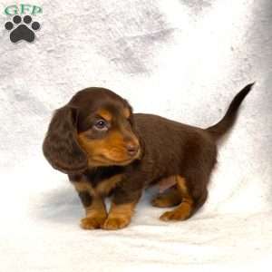 Wilbur, Dachshund Puppy