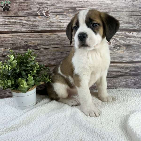 Callie, Saint Bernard Puppy
