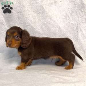 Wilbur, Dachshund Puppy