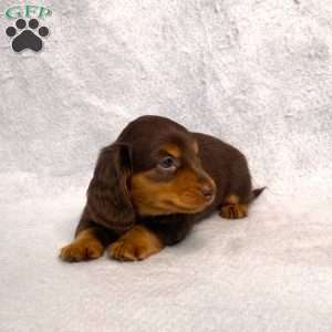 Wilbur, Dachshund Puppy