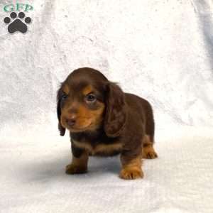 Wilbur, Dachshund Puppy