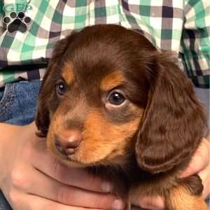 Wilbur, Dachshund Puppy