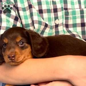 Wilbur, Dachshund Puppy