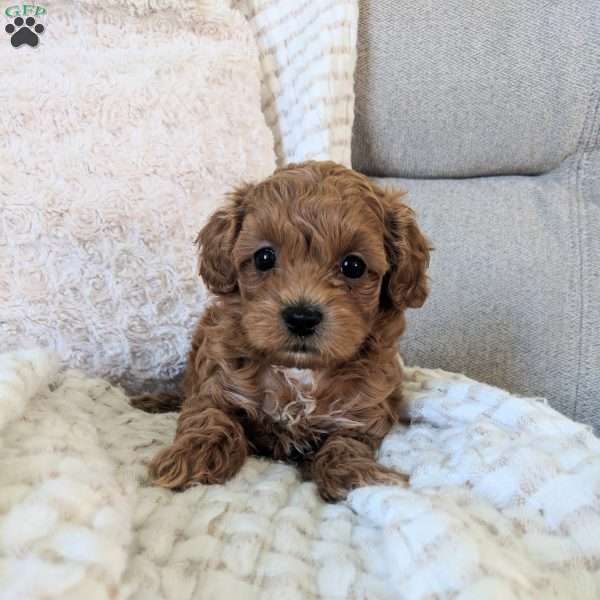 Poppy, Maltipoo Puppy