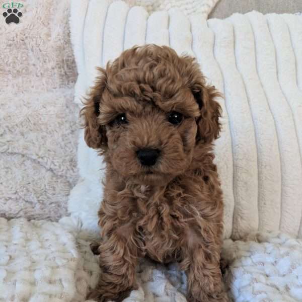 Lilly, Maltipoo Puppy