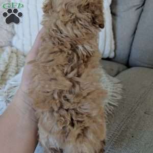 Daisy, Maltipoo Puppy