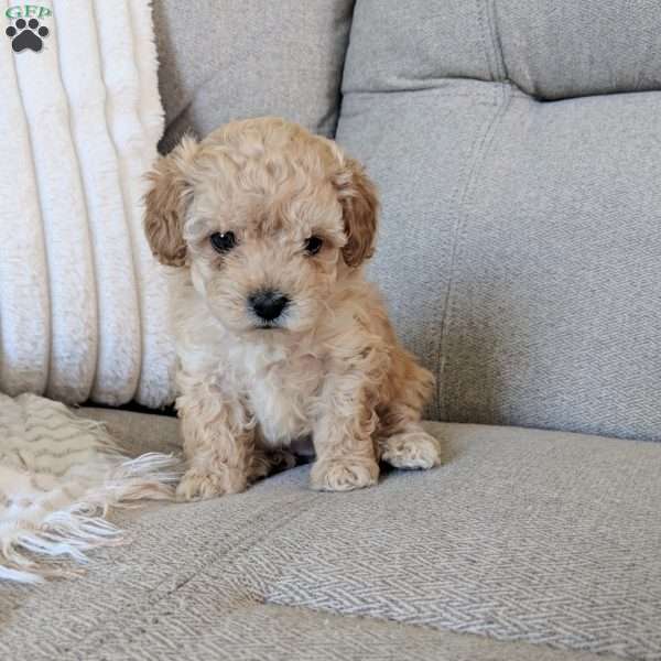 Daisy, Maltipoo Puppy