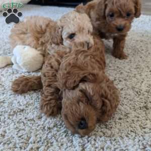 Lilly, Maltipoo Puppy