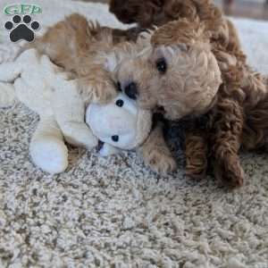 Daisy, Maltipoo Puppy