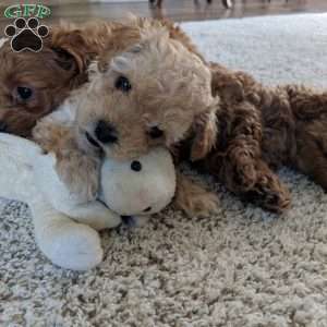 Daisy, Maltipoo Puppy