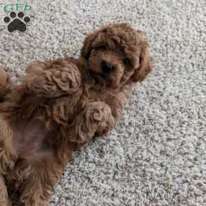 Lilly, Maltipoo Puppy