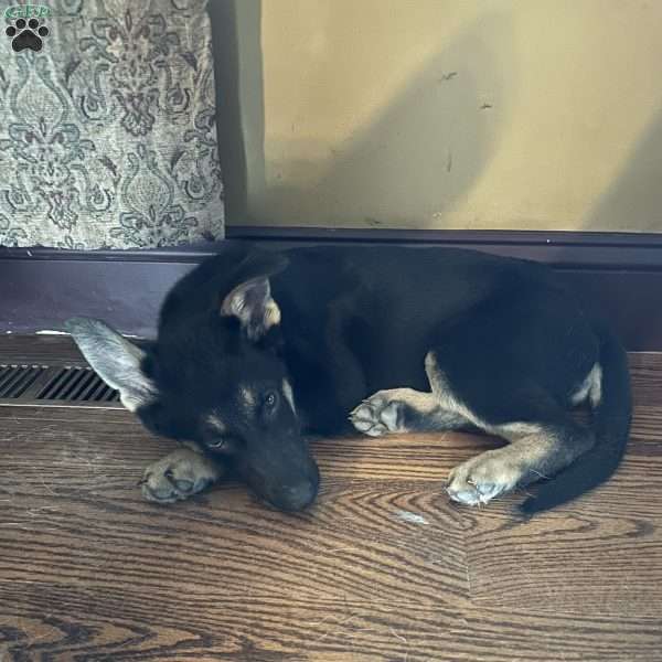 Tabatha, German Shepherd Puppy