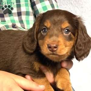 Wilbur, Dachshund Puppy